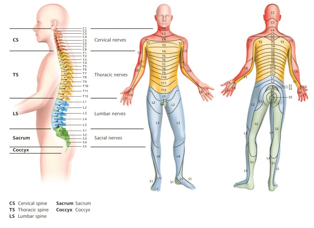 How Is Brain and Spinal Cord Protected
